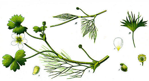 Image:Ranunculus_aquatilis_BR.jpg