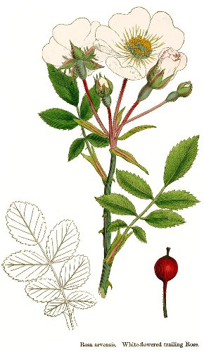 Rosa arvensis.jpg