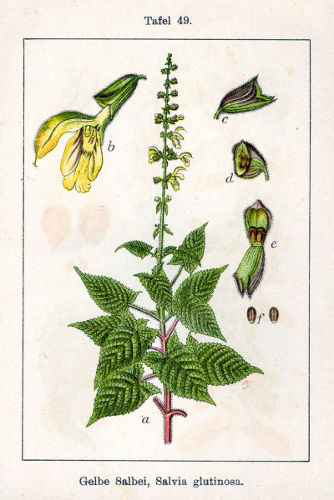 Image:Salvia_glutinosa.jpg