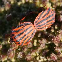 Image:Graphosoma_italicum_Nicolas_MacaireBR.jpg