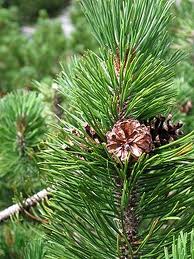 Pinus mugo.jpg