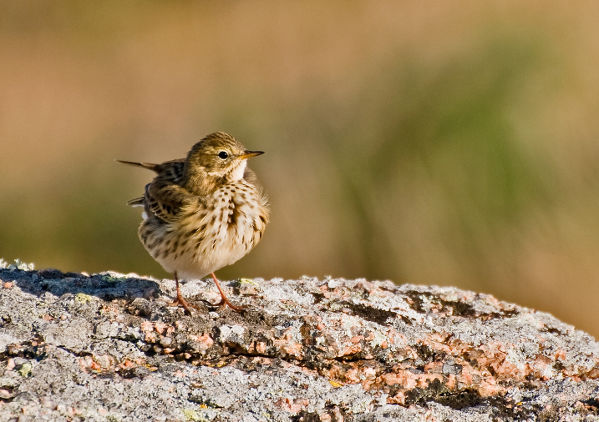 Pipit farlouse Anthus pratensis JJ Carlier 0260 BR.jpg