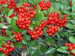 Image:Pyracantha_coccinea.jpg