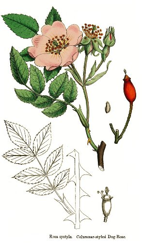 Rosa systyla.jpg