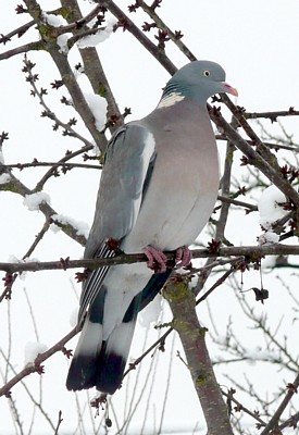 Image:13_pigeon_ramier_04.jpg