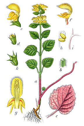 Lamium galeobdolon Sturm40.jpg