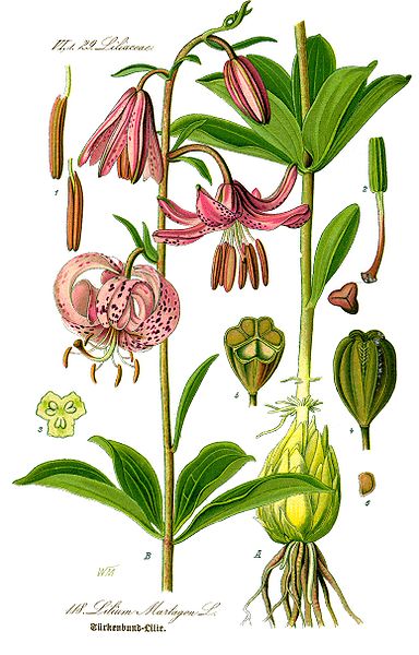 Lilium martagon.jpg