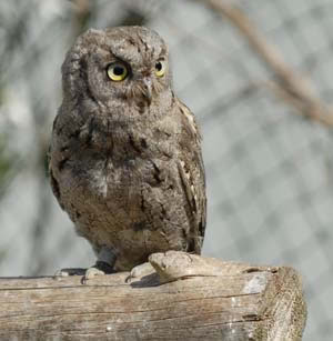 Petit duc scops LPO PACA.jpg