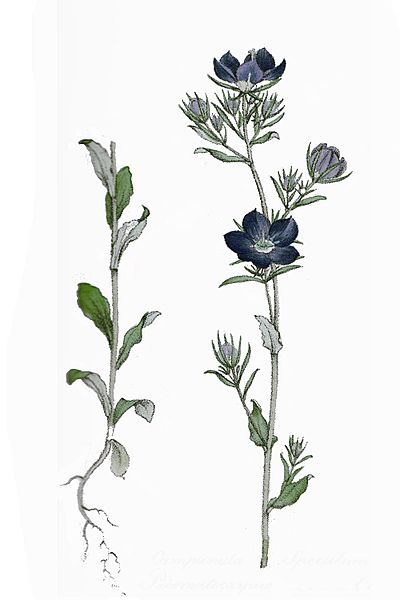 Campanula speculum.jpg