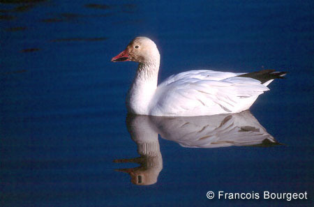 Oie neige Francois Bourgeot.jpg