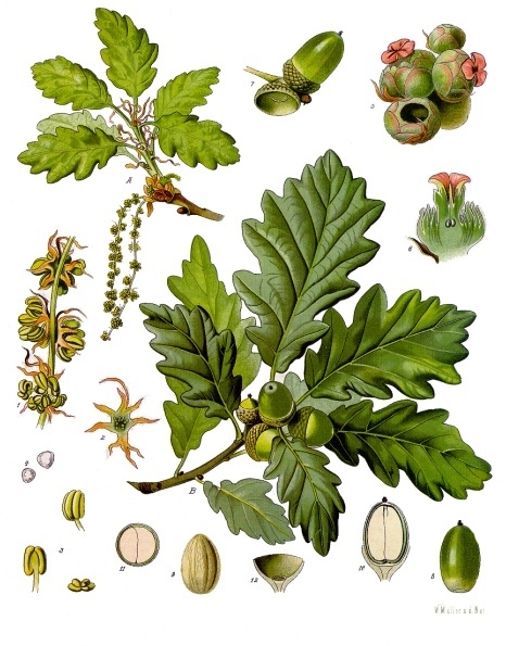 Image:Quercus_petraea.jpg