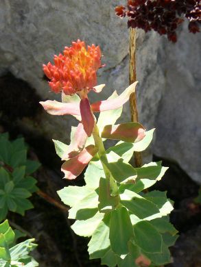 Rhodiola rosea.jpg