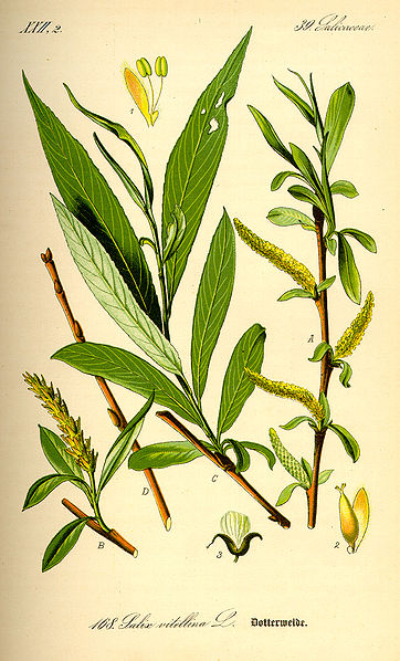 Image:Salix_alba.jpg