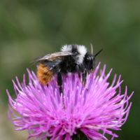 Image:Bombus_sp_Kackar_Nicolas_Macaire3171_BR.jpg