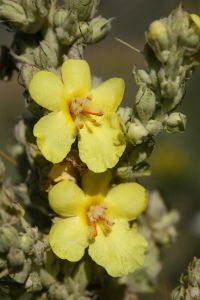 Image:Bouillon_blanc_Verbascum_thapsus_Turquie_Nicolas_Macaire2765_BR.jpg