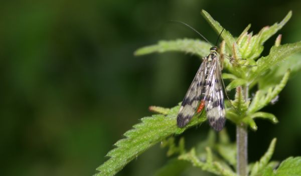 Mouche scorpion Motte Aubert Nicolas MacaireBR.jpg