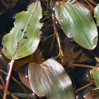 Potamogeton sp Nicolas Macaire3271BR.jpg