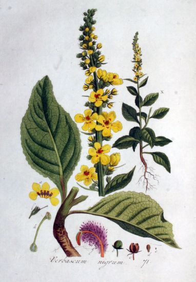 Image:Verbascum_nigrum.jpg