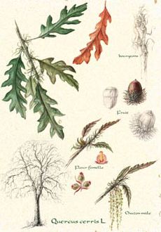 Quercus cerris.jpg