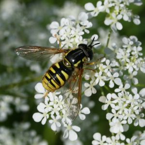 Image:Syrphus_ribesii_Ile_d'Hiers_Nicolas_Macaire_BR.jpg