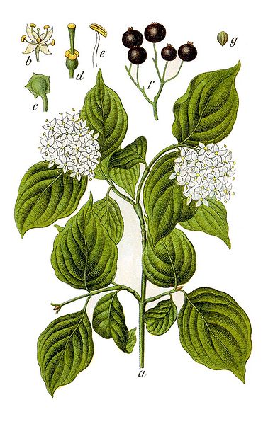 Image:Cornus_sanguinea.jpg