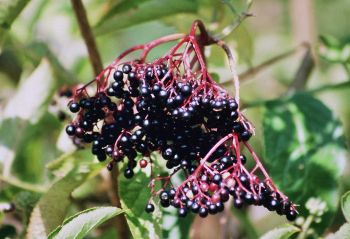 Image:Sureau_noir_Sambucus_nigra_Nicolas_MacaireBR.JPG