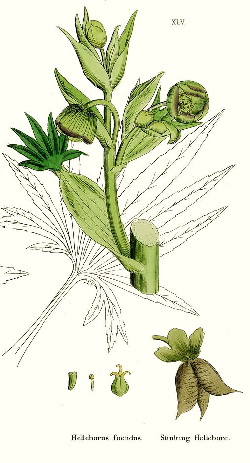 Image:Helleborus_foetidus_BR.jpg