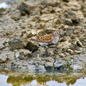 Image:Becasseau_variable_Calidris_alpina_JJ_Carlier_0430_BR.jpg