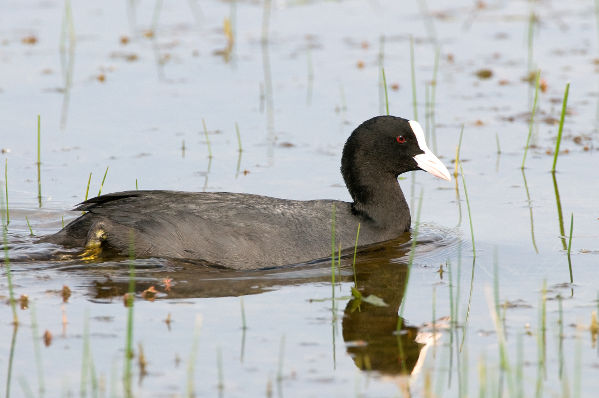 Foulque macroule Fulica atra JJ Carlier 3630 BR.jpg