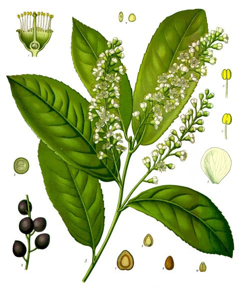 Image:Prunus_laurocerasus.jpg