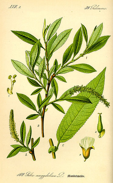 Image:Salix_triandra.jpg