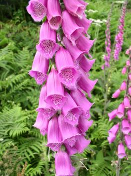 Image:Digitale_pourpre_Digitalis_purpurea_Gilles_BentzBR.jpg