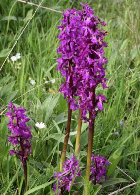 Image:Orchis_sureau_Orchis_sambucina_3_Nicolas_Macaire_BR.jpg