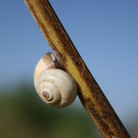 Image:Escargot_Nicolas_MacaireBR.jpg