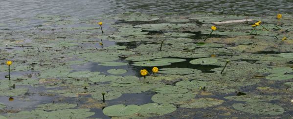 Nuphar lutea Nicolas Macaire4045 BR.JPG