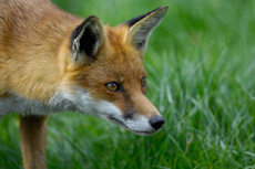 Renard roux RSPB images 1053353.jpg