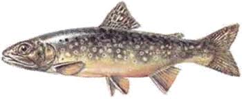 Image:Salmo_trutta_macrostigma.jpg