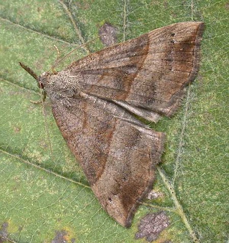 Hypena proboscidalis.jpg