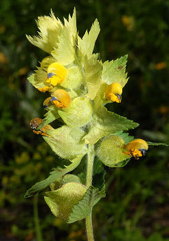 Rhinanthe crete de coq.jpg