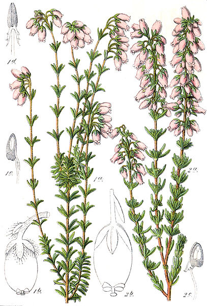 Image:Erica_spp.jpg