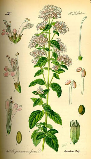 Origanum majorana.jpg