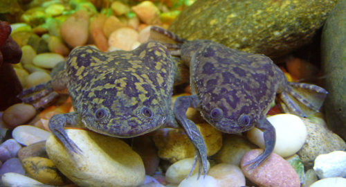 Xenopus laevis pair.JPG