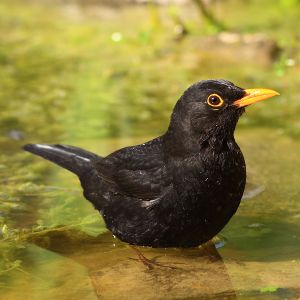 Merle noir Turdus merula male Mickael Lefevre0027BR.JPG