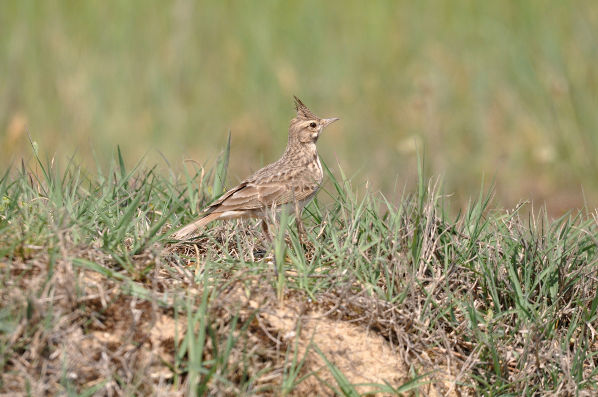 Fichier:COCHEVIS_HUPPE197_BR.jpg