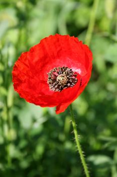 Image:Coquelicot_Papaver_rhoeas_1_Nicolas_MacaireBR.jpg