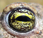 Image:Crapaud_calamite_oeil_Gilles_Bentz_BR.jpg