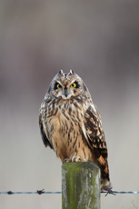 Hibou des marais RSPB images 1051044.jpg