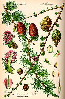 Image:Larix_decidua.jpg