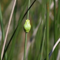 Hyla arborea Pinail Nicolas Macaire3277BR.jpg