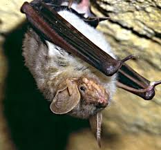 Myotis myotis.jpg